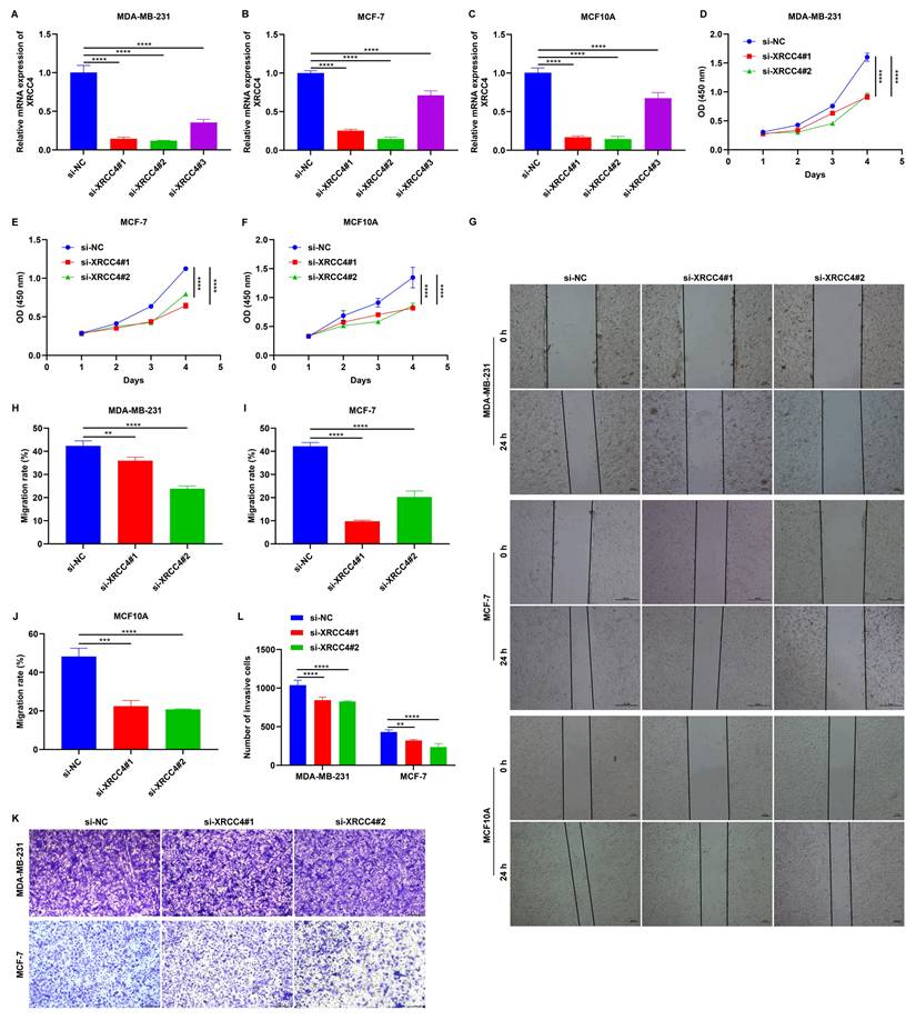 Int J Med Sci Image