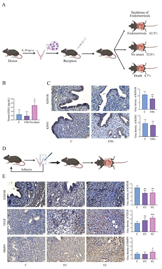 Int J Med Sci Image