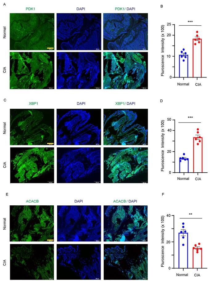 Int J Med Sci Image