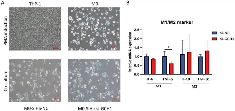Int J Med Sci Image