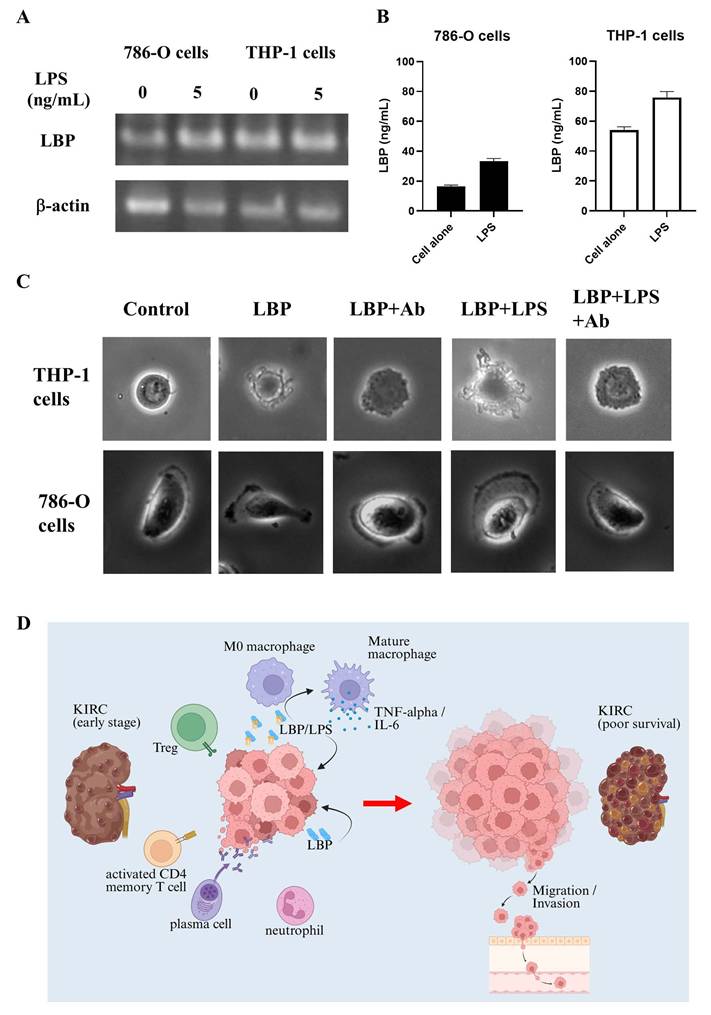 Int J Med Sci Image
