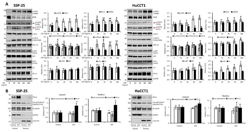 Int J Med Sci Image