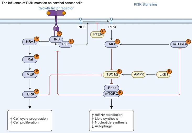 Int J Med Sci Image