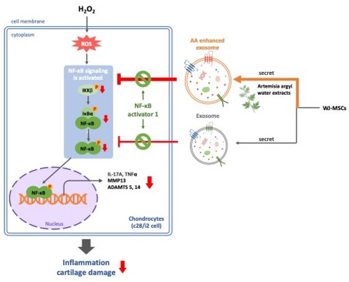 Int J Med Sci Image