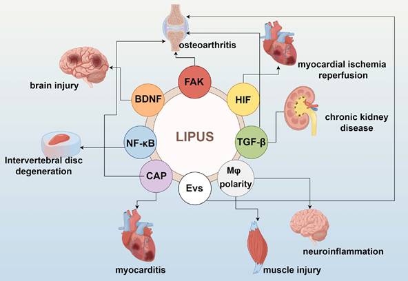 Int J Med Sci Image