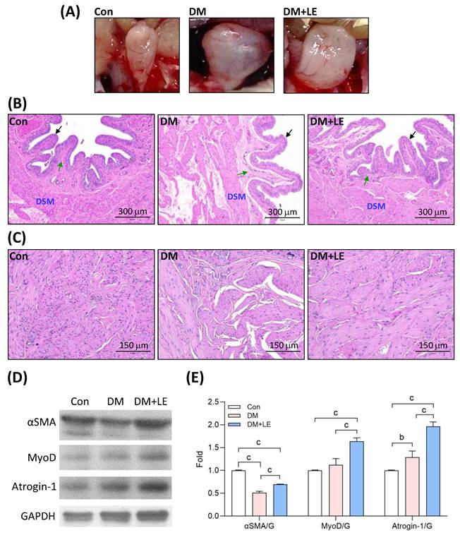 Int J Med Sci Image