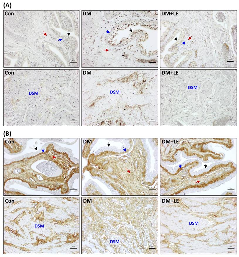 Int J Med Sci Image