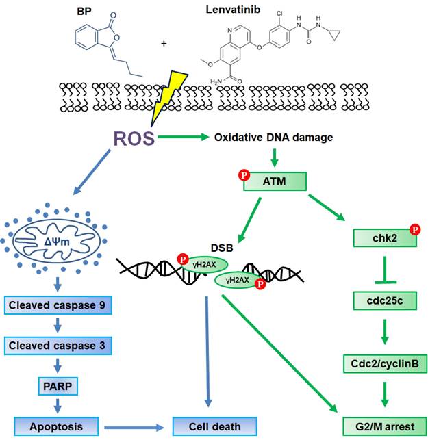 Int J Med Sci Image