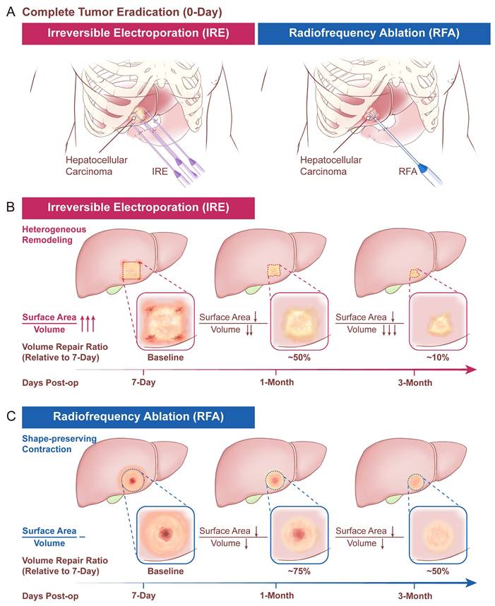 Int J Med Sci Image