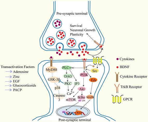 Int J Med Sci Image