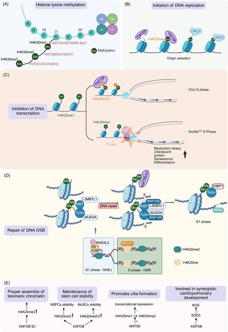 Int J Med Sci Image