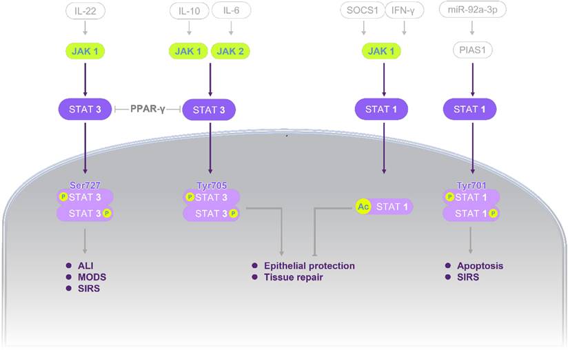 Int J Med Sci Image