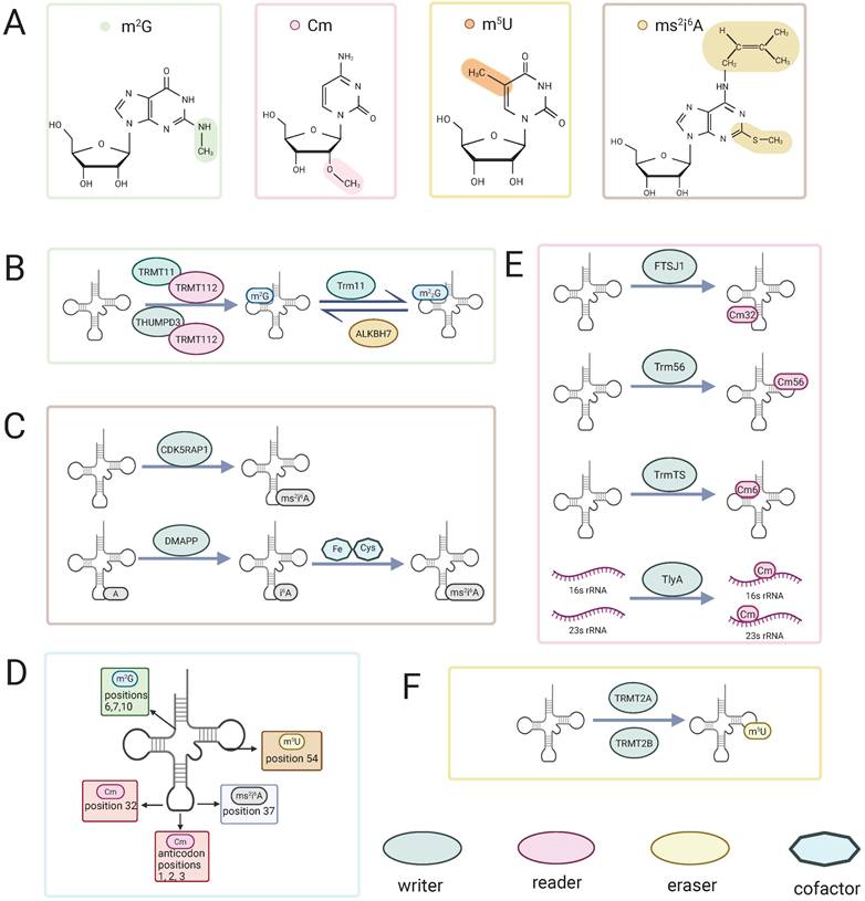 Int J Med Sci Image