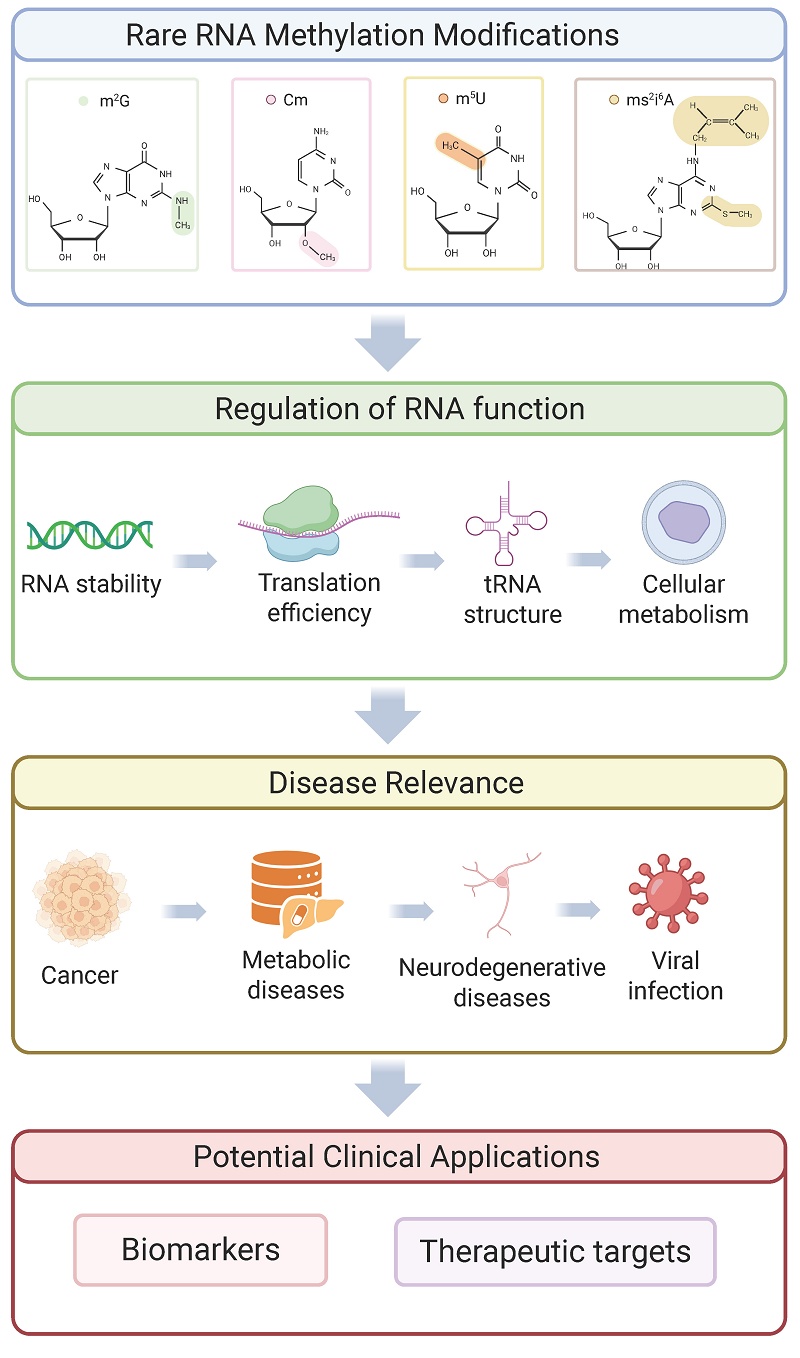 The Rare RNA Methylations m²G, Cm, m⁵U and ms²i⁶A: Roles in