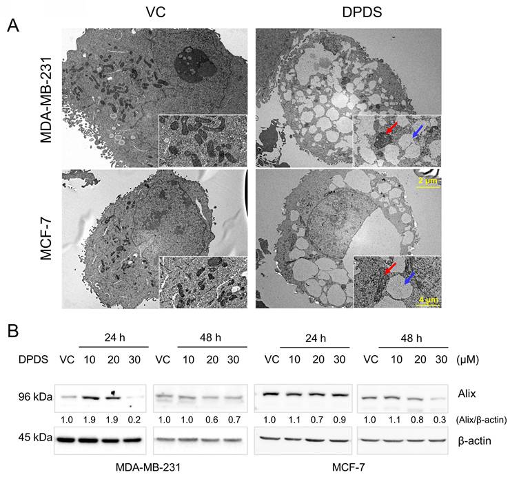Int J Med Sci Image