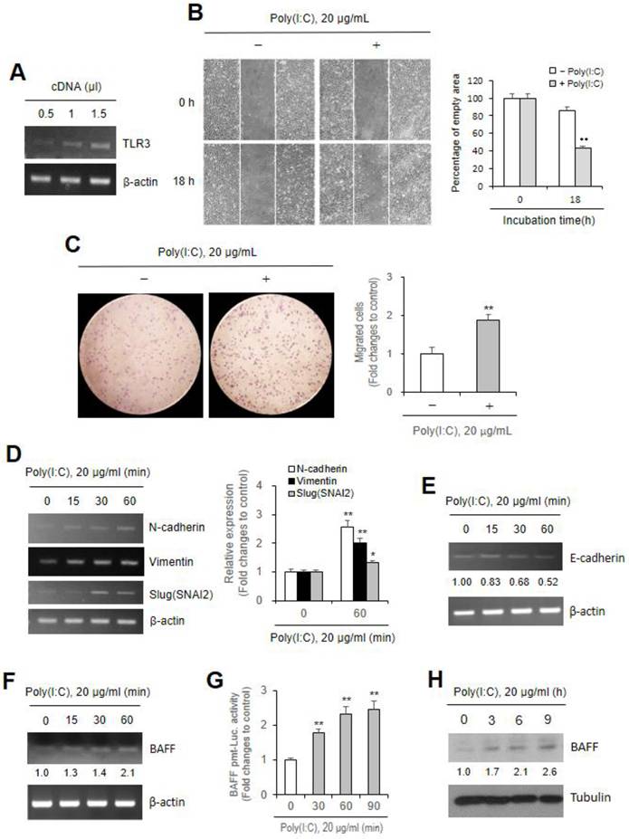 Int J Med Sci Image