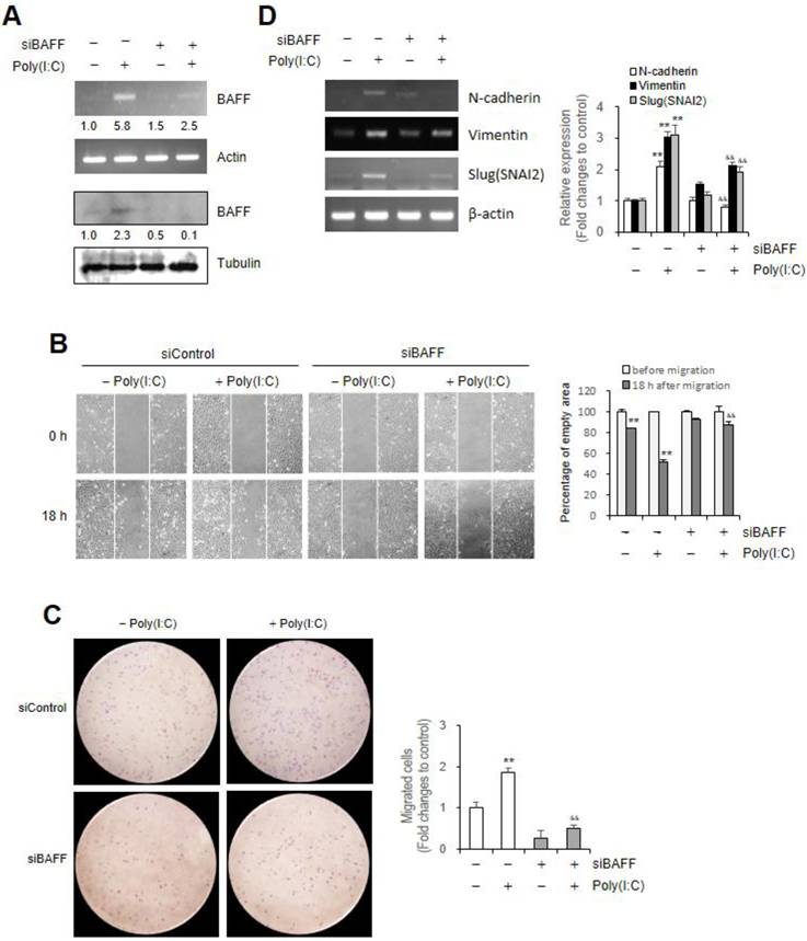 Int J Med Sci Image