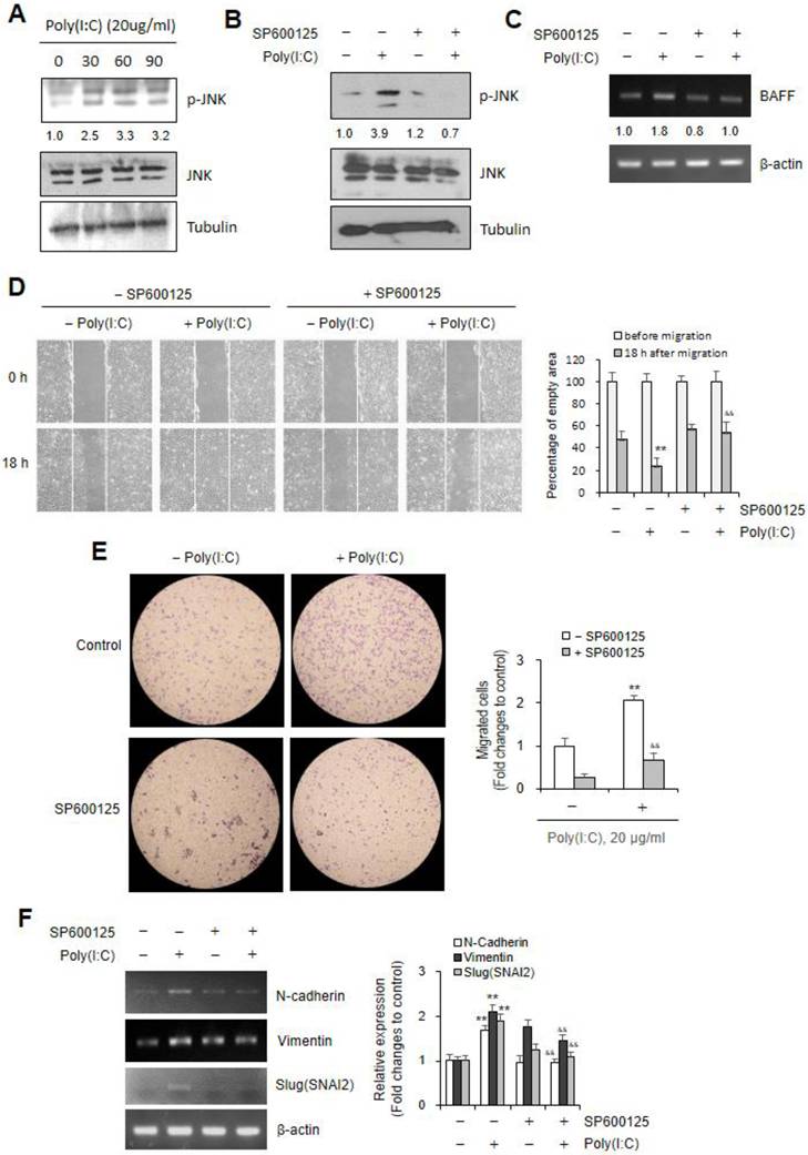 Int J Med Sci Image