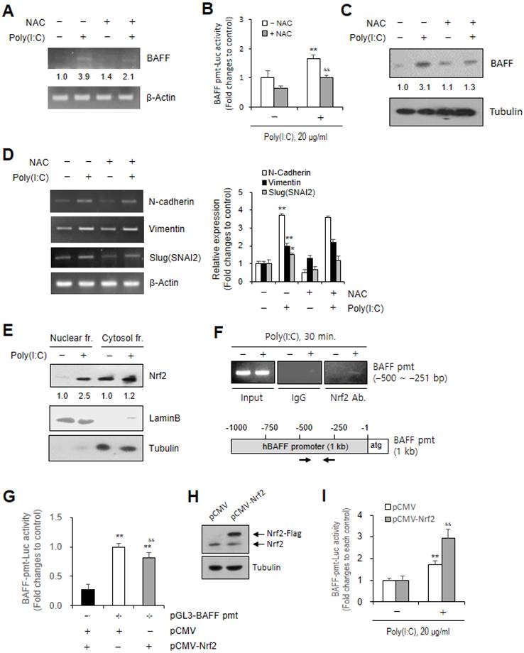 Int J Med Sci Image