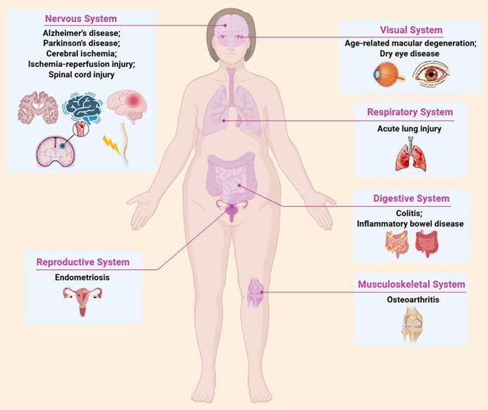 Int J Med Sci Image