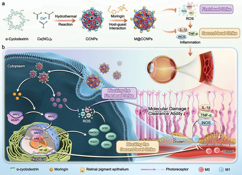 Int J Med Sci Image