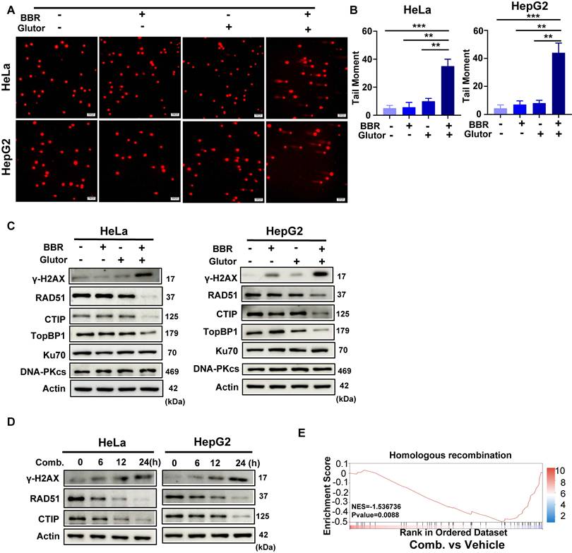 Int J Med Sci Image