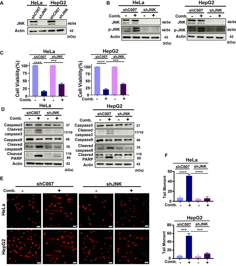 Int J Med Sci Image