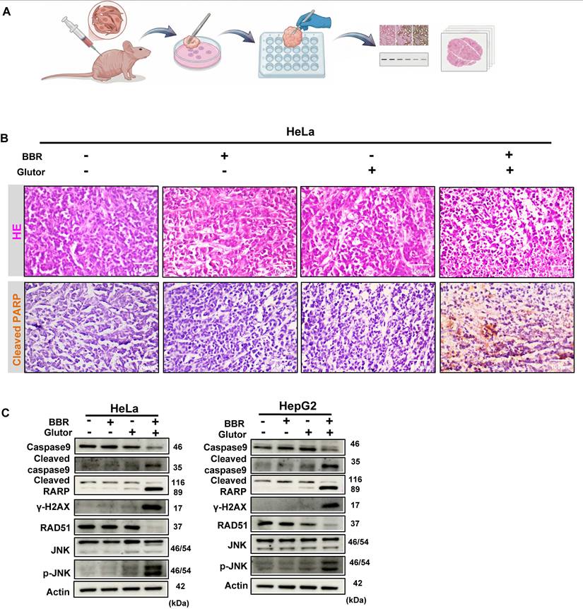 Int J Med Sci Image