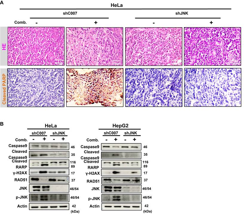 Int J Med Sci Image
