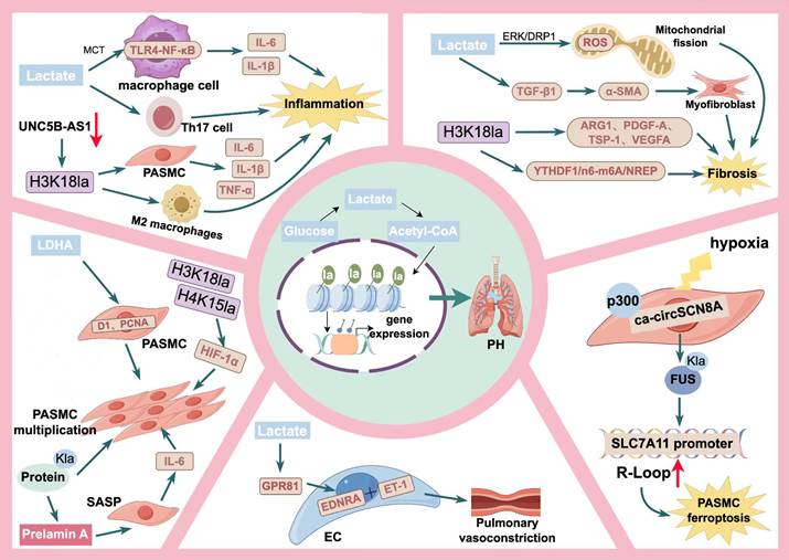 Int J Med Sci Image