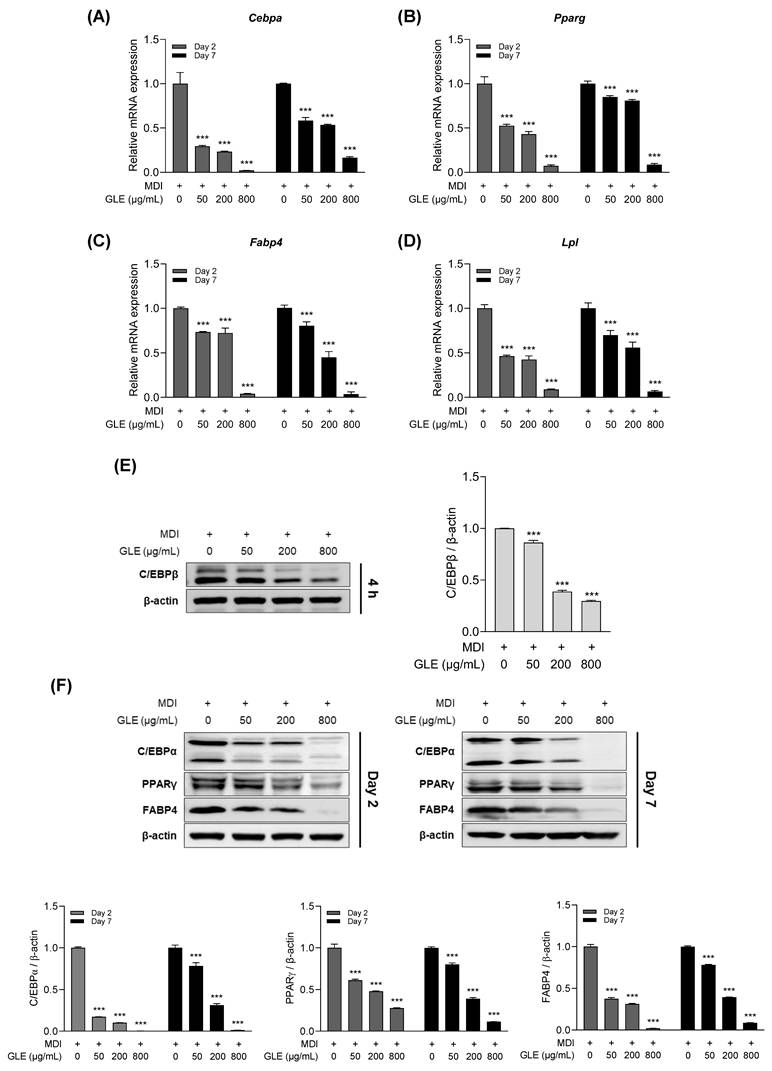 Int J Med Sci Image