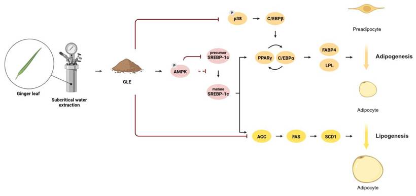 Int J Med Sci Image