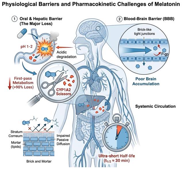Int J Med Sci Image