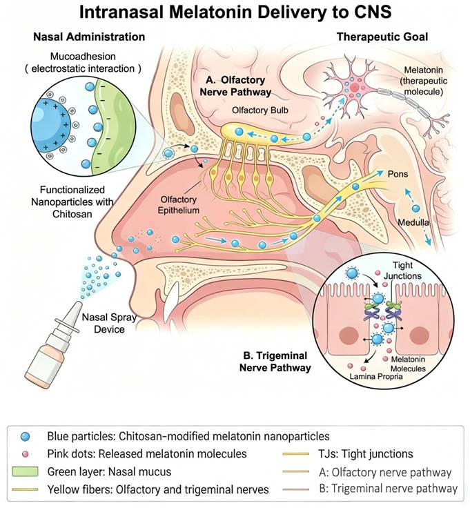 Int J Med Sci Image