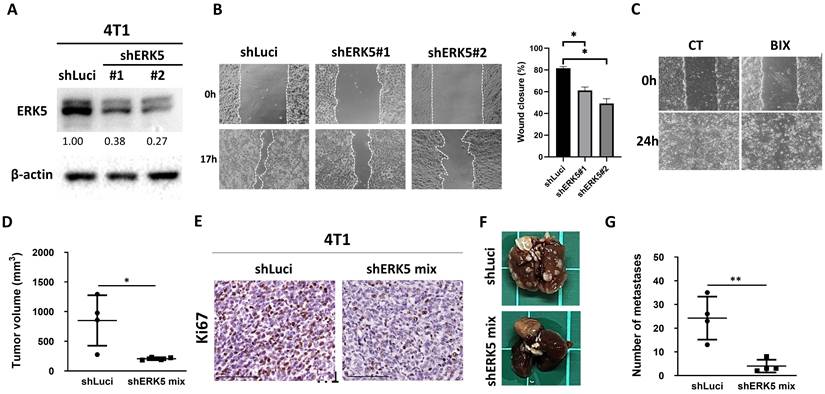 Int J Med Sci Image