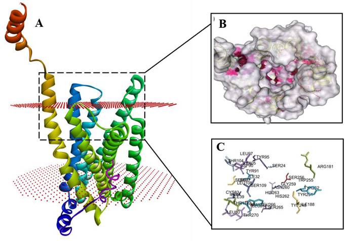 Int J Med Sci Image