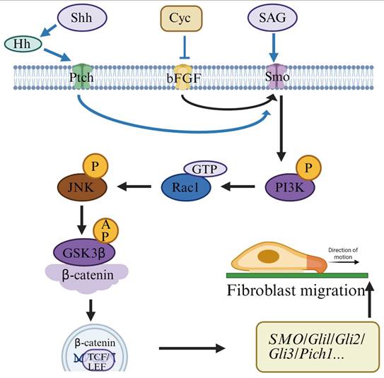 Int J Med Sci Image