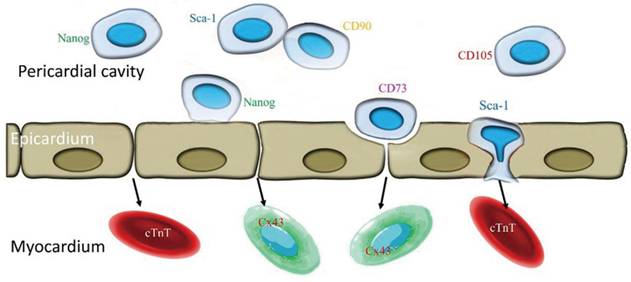 Int J Med Sci Image