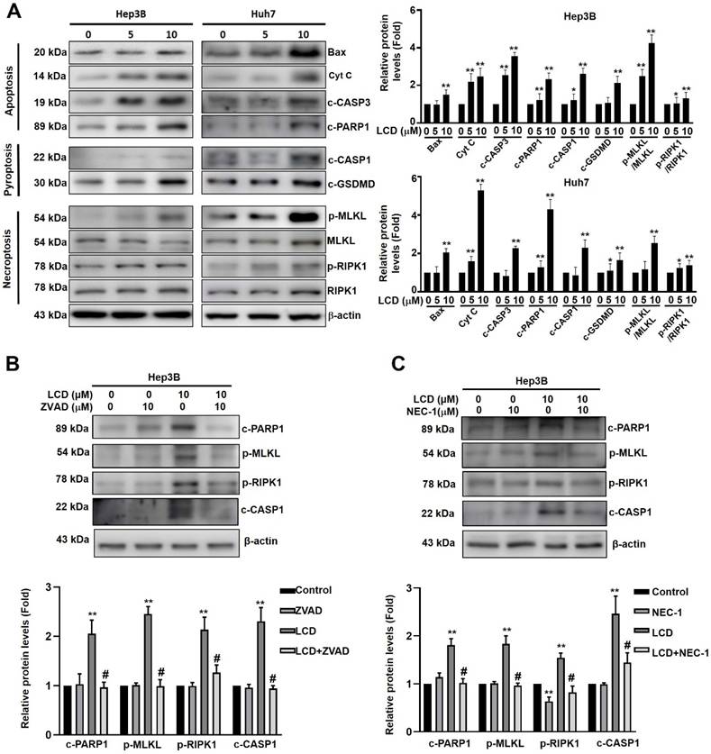 Int J Med Sci Image
