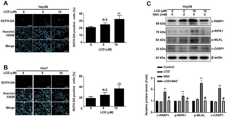 Int J Med Sci Image