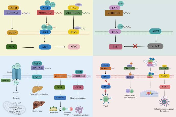 Int J Med Sci Image
