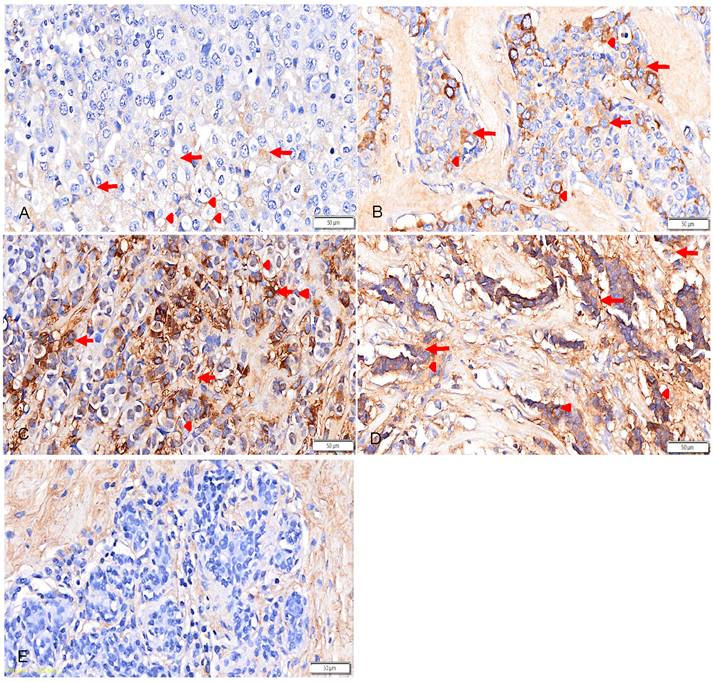 Int J Med Sci Image