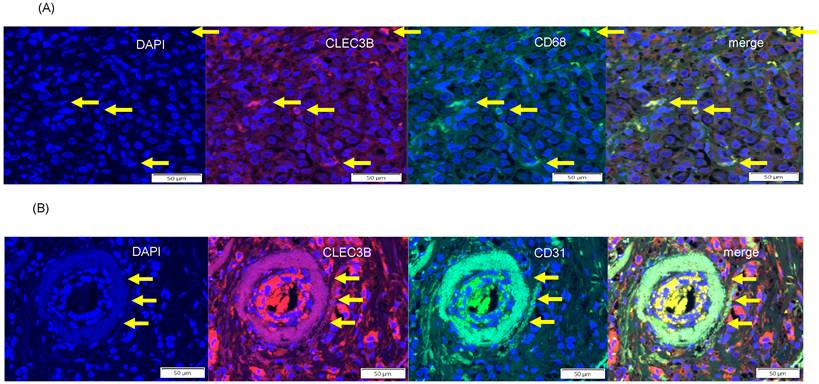 Int J Med Sci Image