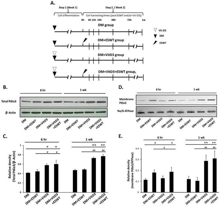 Int J Med Sci Image
