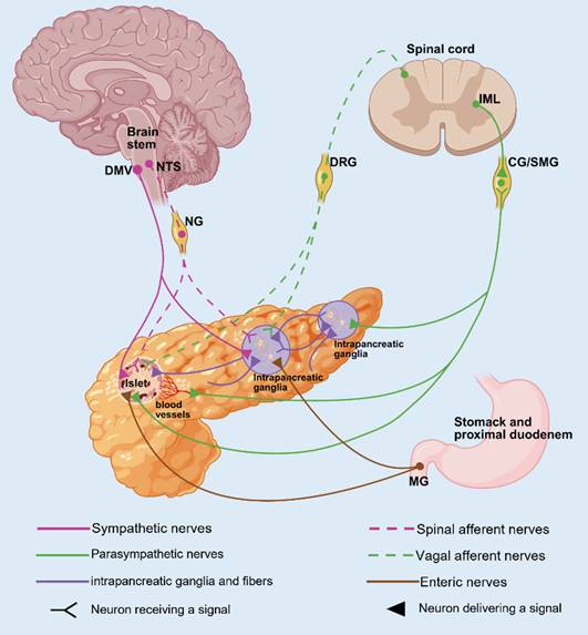 Int J Med Sci Image