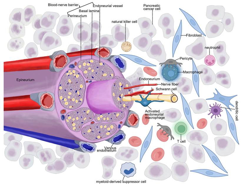 Int J Med Sci Image