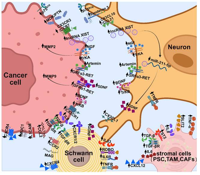 Int J Med Sci Image