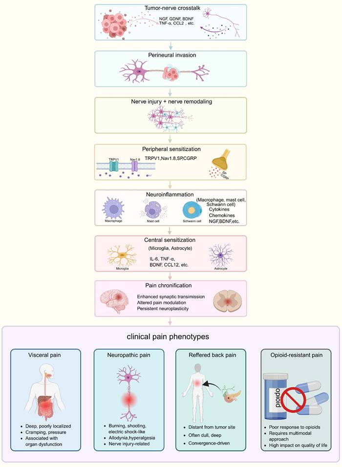 Int J Med Sci Image
