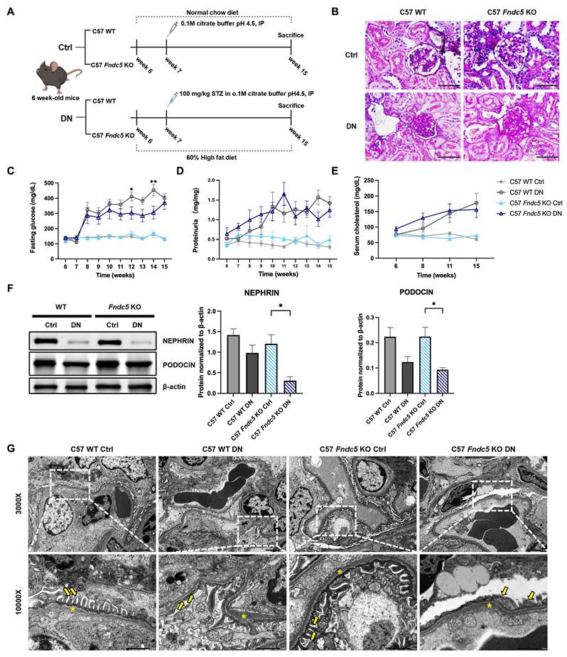 Int J Med Sci Image