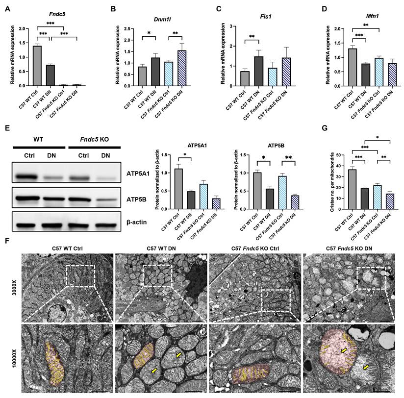 Int J Med Sci Image